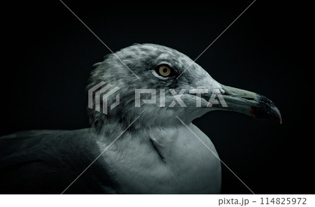 黒い背景の鳥 黒い背景の鳥 114825972