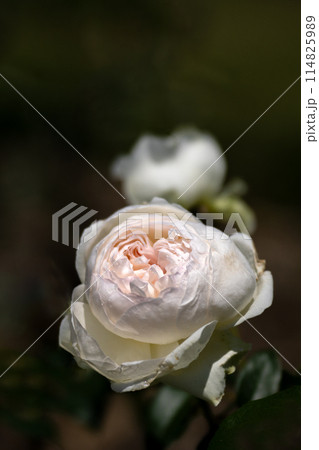 五月のバラ 114825989