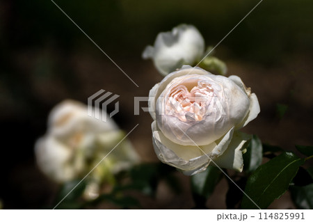 五月のバラ 五月のバラ 114825991