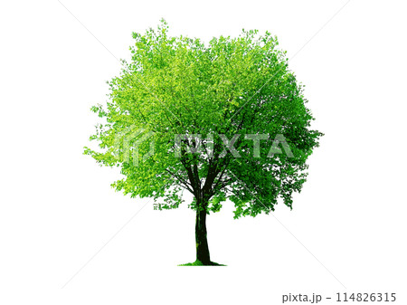 建築パースや立面図で使える樹木の添景_形の美しい日光を浴びた一本の高木 114826315