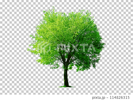 建築パースや立面図で使える樹木の添景_形の美しい日光を浴びた一本の高木 114826315