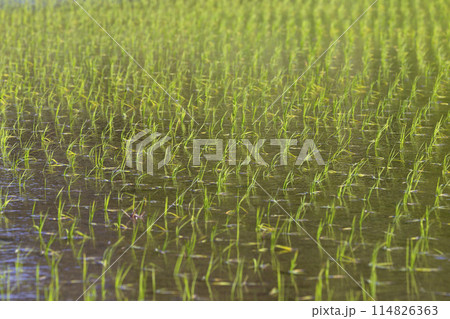 田植えが終わったばかりの田んぼの風景 114826363