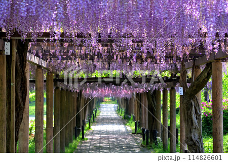 《愛知県》満開の藤と新緑に包まれた春の名城公園 114826601