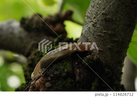 柿の木にのぼるナメクジ 柿の木にのぼるナメクジ 114826712