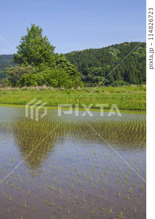 田植え後の田んぼのある風景 鳥取県 鹿野町 田植え後の田んぼのある風景 鳥取県 鹿野町 114826723