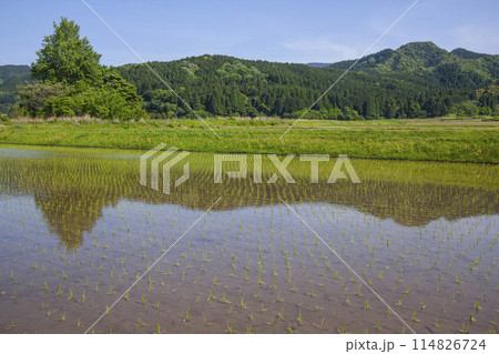 田植え後の田んぼのある風景 鳥取県 鹿野町 114826724