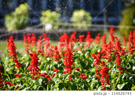 スプリンクラーで散水中のサルビア スプリンクラーで散水中のサルビア 114826743