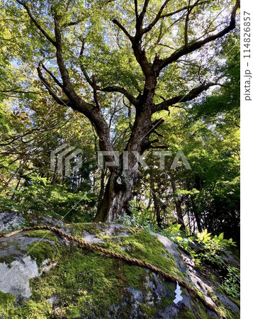 丹内山神社の胎内石 丹内山神社の胎内石 114826857