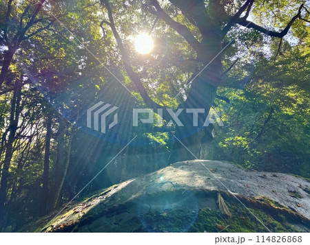 丹内山神社の巨石と光 丹内山神社の巨石と光 114826868