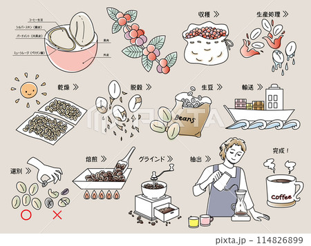 コーヒー豆の精製工程とコーヒーを淹れる男性 114826899