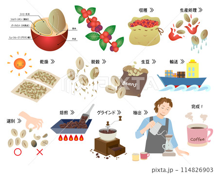 コーヒー豆の精製工程とコーヒーを淹れる男性 114826903