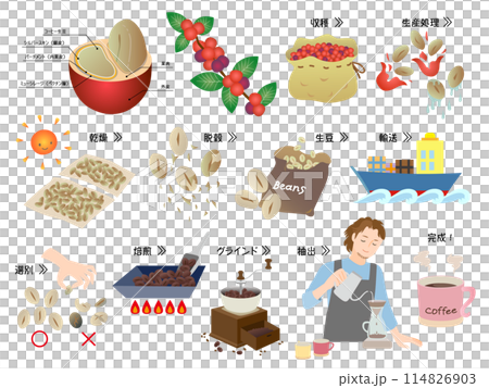 コーヒー豆の精製工程とコーヒーを淹れる男性 114826903