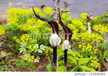 春に現れる珍しいユキモチソウの花 114826965