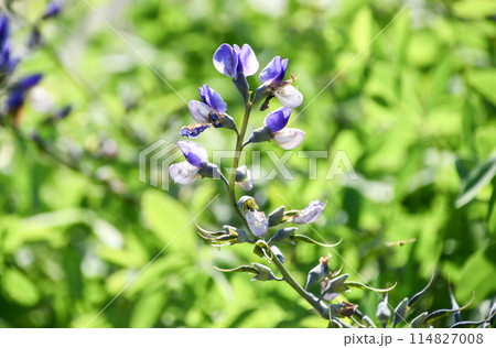 ムラサキセンダイハギ 114827008