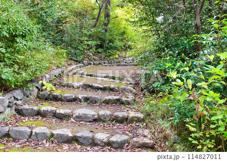 京都　吉田山の山中（京都市左京区） 114827011
