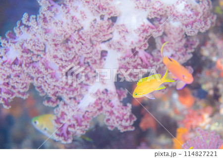 海の花見 海の花見 114827221