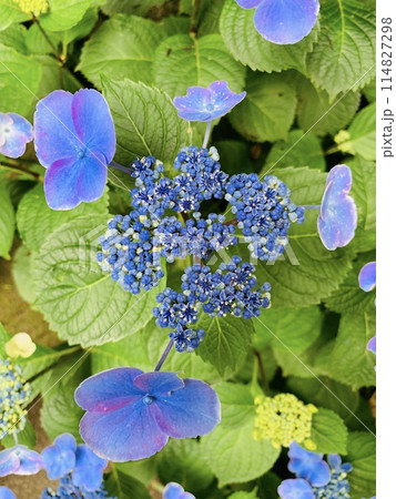 梅雨の風物詩！紫陽花の美しい名所ランキング 114827298