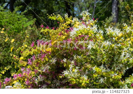 沢山の白い花を咲かせる白いトキワマンサクの花 114827325