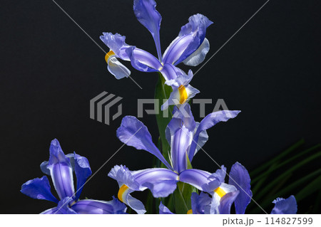 黒背景で清楚で美しく咲くダッチアイリスの花 黒背景で清楚で美しく咲くダッチアイリスの花 114827599
