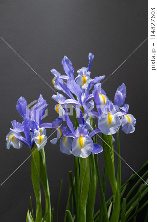 黒背景で清楚で美しく咲くダッチアイリスの花 黒背景で清楚で美しく咲くダッチアイリスの花 114827603