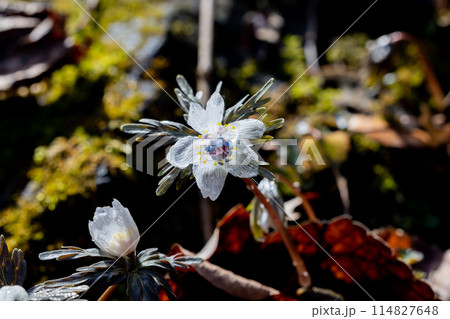 早春の朝露に濡れてガラスの様な節分草 114827648