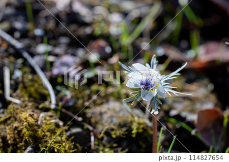 早春の朝露に濡れてガラスの様な節分草 114827654