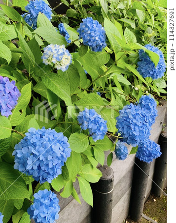 梅雨の風物詩!紫陽花の美しい名所 梅雨の風物詩!紫陽花の美しい名所 114827691
