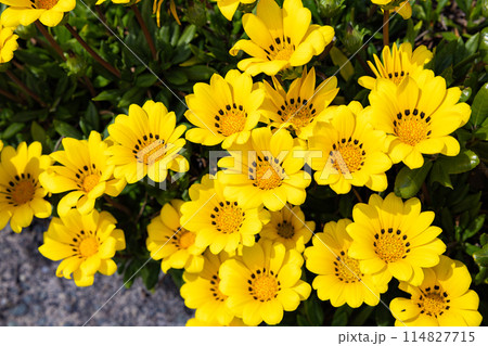 ガーデンで鮮やかに咲く美しいガザニアの花 114827715