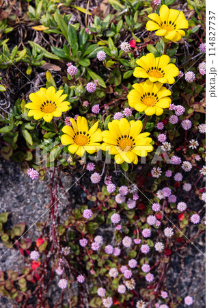 ガーデンで鮮やかに咲く美しいガザニアとヒメツルソバの花 114827737