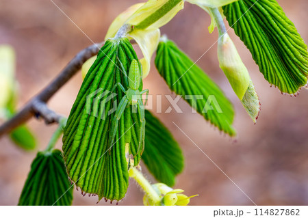 春の若葉で狩りをするワカバグモ 114827862