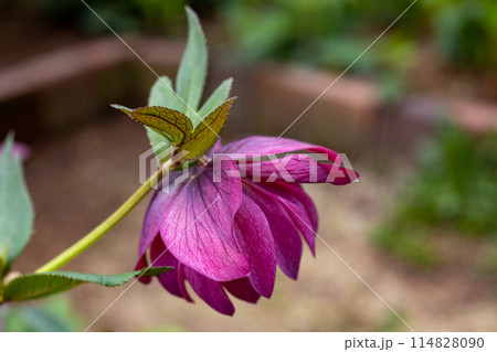 早春の庭に咲く紫色のクリスマスローズ 114828090