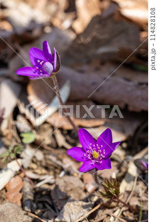 早春の林にひっそりと咲くオオミスミソウの花 114828108