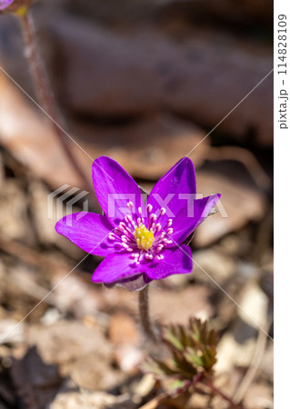 早春の林にひっそりと咲くオオミスミソウの花 114828109