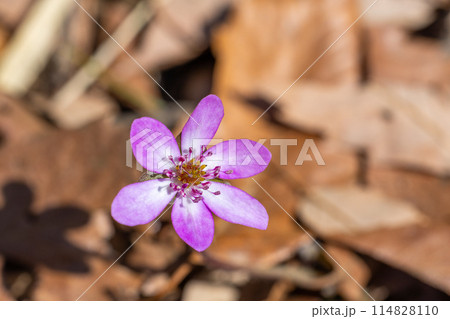 早春の林にひっそりと咲くオオミスミソウの花 早春の林にひっそりと咲くオオミスミソウの花 114828110