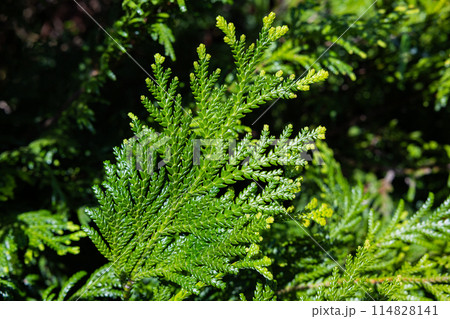 森林公園のアスナロ葉のクローズアップ 森林公園のアスナロ葉のクローズアップ 114828141