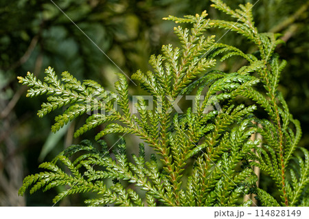 森林公園のアスナロ葉のクローズアップ 森林公園のアスナロ葉のクローズアップ 114828149