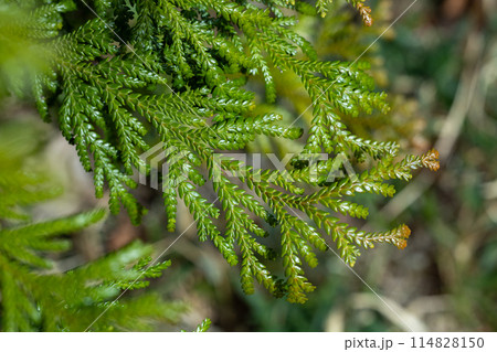 森林公園のアスナロ葉のクローズアップ 森林公園のアスナロ葉のクローズアップ 114828150