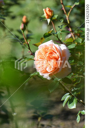 バラの花 バラの花 114828300