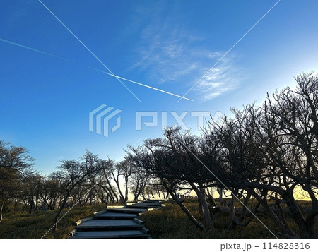 大台ヶ原 正木峠 遊歩道から見る飛行機雲 114828316