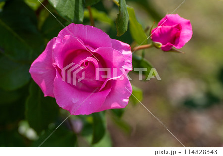 五月のバラ、ザ・マッカートニー・ローズ 114828343