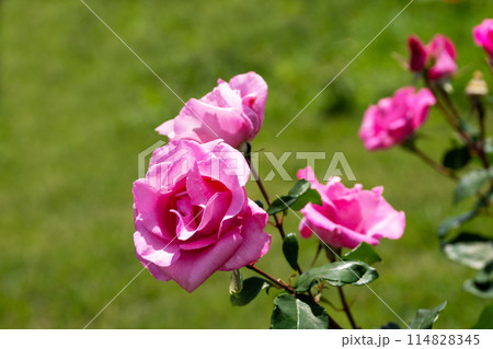 五月のバラ、ザ・マッカートニー・ローズ 五月のバラ、ザ・マッカートニー・ローズ 114828345