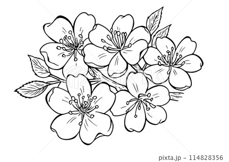 Sakura flower hand drawn ink sketch. Engraved style vector illustration. 114828356