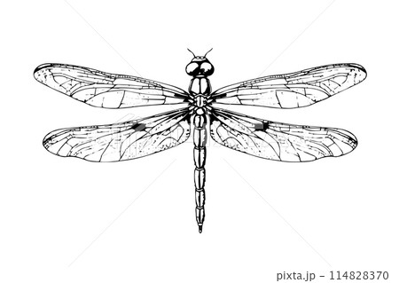 Dragonfly hand drawn ink sketch. Engraved style vector illustration. 114828370