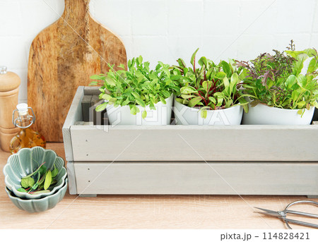 Fresh Herbs Grown in White Pots Inside a Gray Wooden Box in a Kitchen Setting 114828421