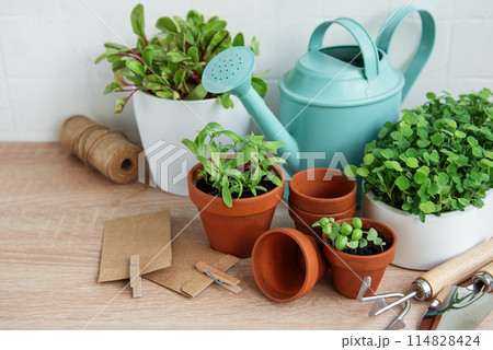Indoor Herb Garden Kit With Fresh Green Plants Indoor Herb Garden Kit With Fresh Green Plants 114828424