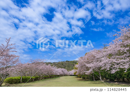 伊豆稲取の高原にあるクロスカントリーコースの桜 伊豆稲取の高原にあるクロスカントリーコースの桜 114828445