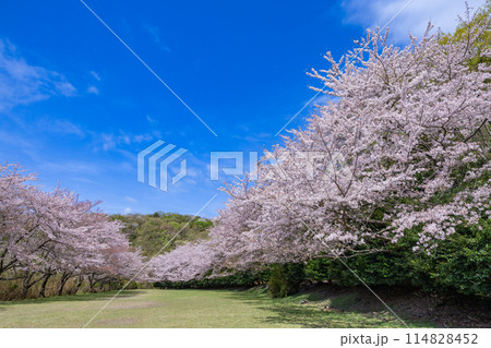 伊豆稲取の高原にあるクロスカントリーコースの桜 114828452