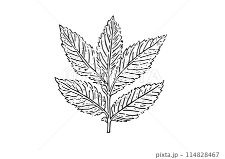 Vintage Mint Leaf Sketch: Hand-Drawn Vector Illustration of Fresh Herb. 114828467