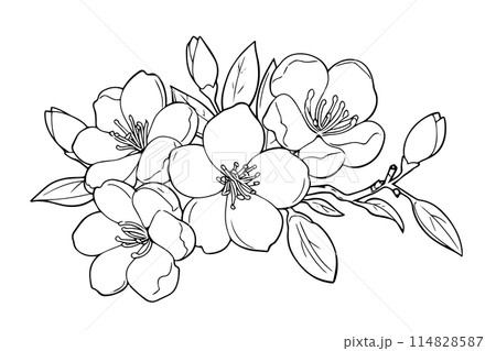 Sakura flower hand drawn ink sketch. Engraved style vector illustration. 114828587