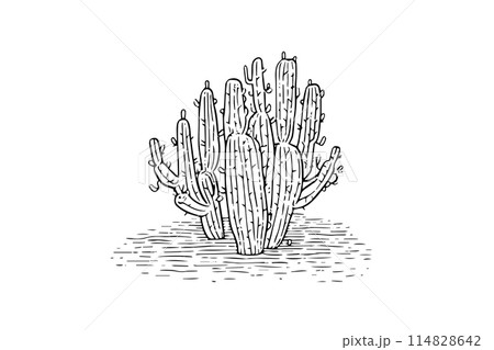 Cactus engraved vector sketch illustration. 114828642